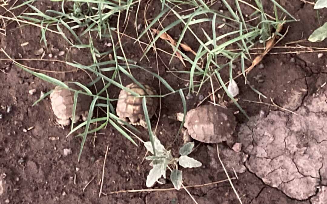 Franciscan Sisters Desert Wisdom: Birth of Tortoises