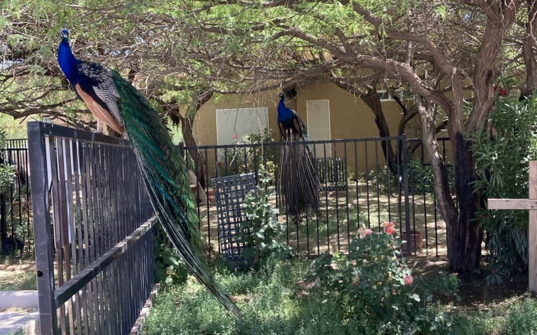 Franciscan Sister Desert Wisdom: Open to Beauty